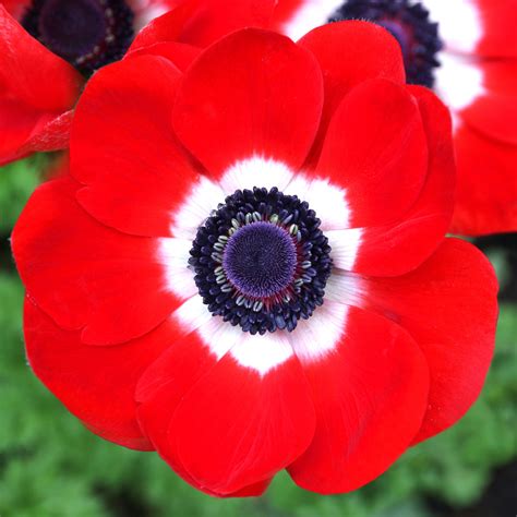  Cerianthus - Eine lebende Anemone, die wie ein Vogel den Sand durchbohrt!