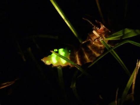  Blaue Glühwürmchen! Erlebe den Glanz des nächtlichen Himmels durch die faszinierende Biolumineszenz dieser winzigen Wunderwerke der Natur