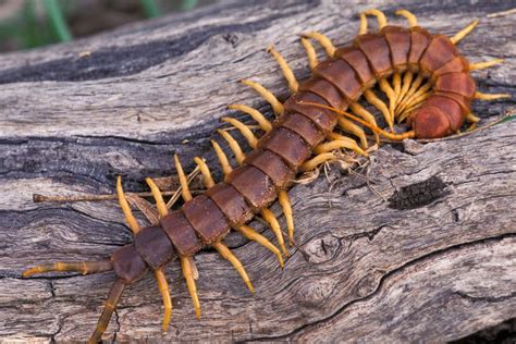  Centipede - A True Masterpiece of Nature With Legs Galore That Crawl Through Dark Forest Floors!