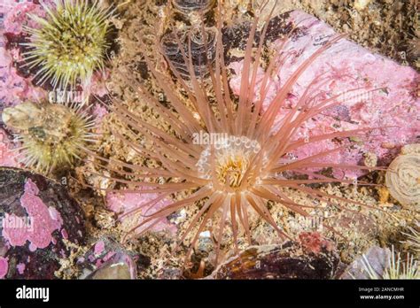  Cerianthus - Eine lebende Anemone, die wie ein Vogel den Sand durchbohrt!