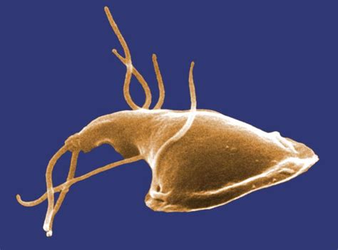  Giardia! Ein winziges Protozoon mit einem riesigen Einfluss auf die Gesundheit