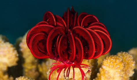  Queensland Feather Star: Erleben Sie die faszinierende Schönheit eines bunten und eleganten Meeresbewohners!