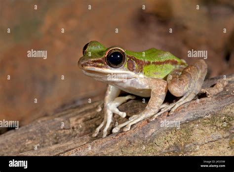  Crapaud! Dieser flinke Frosch mit giftigen Hautdrüsen bewohnt eine Vielzahl von Lebensräumen