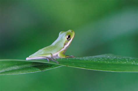  Glass Frog: Ein Meister der Tarnung mit glühenden Augen und einem unbändigen Sprungvermögen!