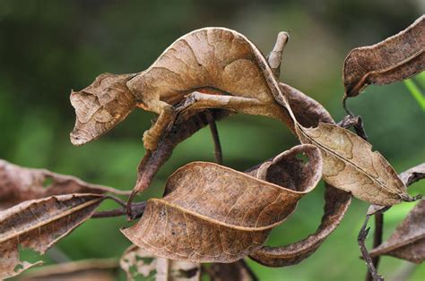  Jaegerschildkröte: Ein faszinierendes Panzertier mit einer Vorliebe für Insekten und ein Meister der Tarnung!