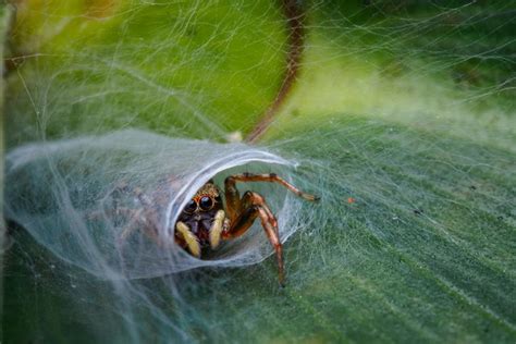  Langläufer: Eine faszinierende Reise durch die Welt der springenden Spinnen!