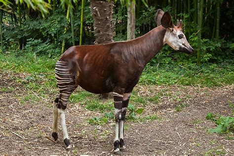  Okapi!  Ein Waldbewohner mit Zebrenstreifen und Giraffenhals?