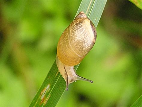  Schnecken - Eine faszinierende Reise durch die Welt der Weichtiere! 