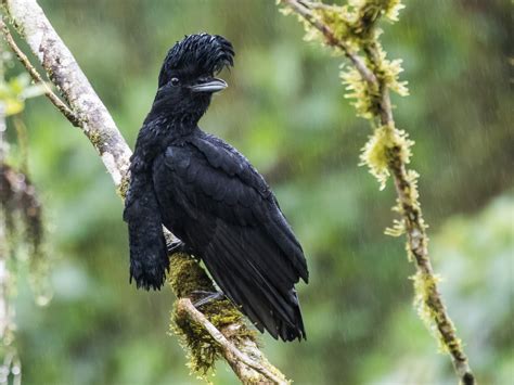  Umbrellabird:  Kann ein Vogel wirklich mit einem Regenschirm über seinen Kopf spazieren gehen?